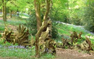 Рутарий – сад корней своими руками