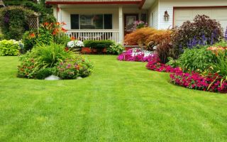 Газон на приусадебном участке