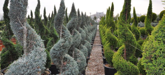 Кипарис. Посадка и уход в вашем саду