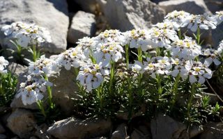 Иберис – подарок из Испании