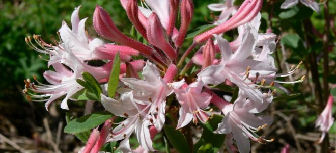 Капризный красавец рододендрон. Посадка и уход