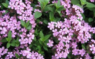 Цветок ландшафтных горок – мыльнянка