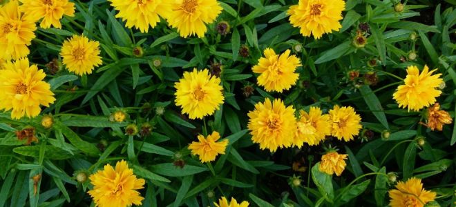 Кореопсис многолетний: посадка и уход