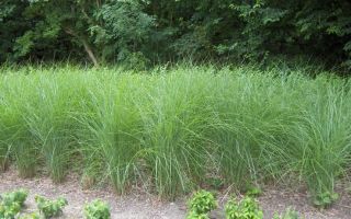 Мискантус. Посадка и уход