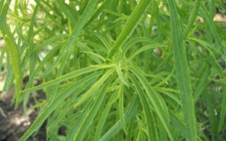 Кохия в вашем саду. Посадка и уход