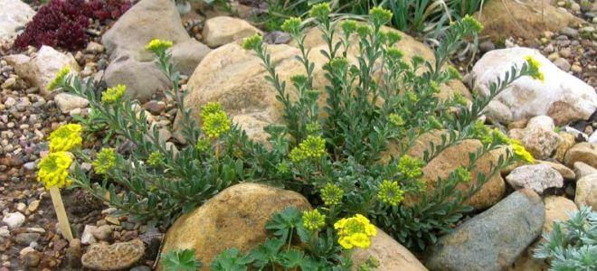 Алиссум посадка и уход в открытом грунте