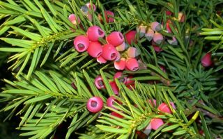 Тисс ягодный – полезный и декоративный