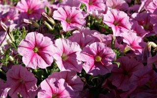 Современные сорта петунии