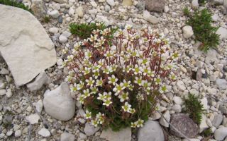 Камнеломка: посадка и уход в вашем саду