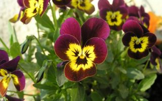 Размножение садовой фиалки