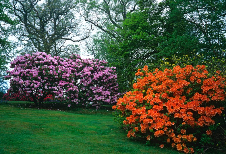 Рододендрон в саду фото оформление участка