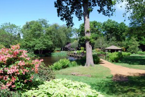 Рододендрон Savill Garden, Windsor Great Park