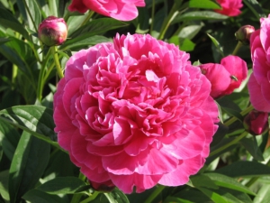 Выращивание пионов на садовом участке