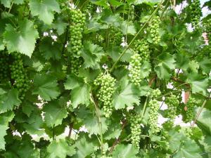 Выращивание винограда зелёными черенками