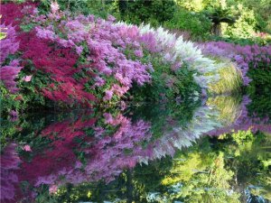 Цветы для тенистых уголков вашего сада