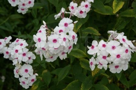 Размножение Phlox paniculata 'Graf Zeppelin'