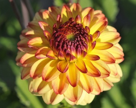 Фото Dahlia 'Icoon'
