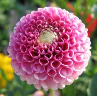 Dahlia pompon посадка и уход