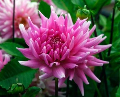 Dahlia semi-cactus hybrid посадка и уход
