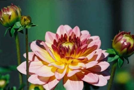 Dahlia waterlily посадка и уход