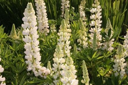 Lupinus polyphyllus 'Camelot White' Люпины посадка и уход