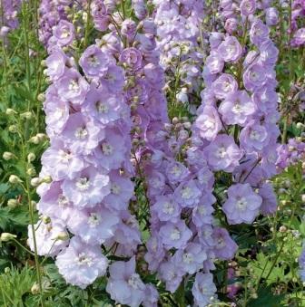 Delphinium cultorum 'Centurion Rose' Красавец дельфиниум - выращиваем в саду
