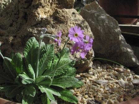 Размножение примулы Primula frondosa