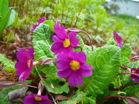 Размножение примулы Primula juliae