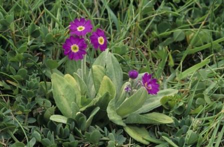 Primula scotica Примула посадка и уход - Primula scotica
