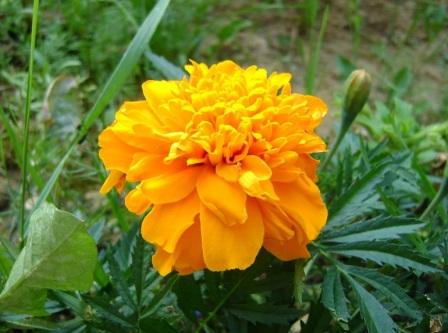 Tagetes patula бархатцы выращивание из семян в саду