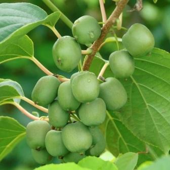 Актинидия arguta сорта 'Fresh Jumbo'