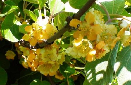 Актинидия chinensis сорта 'Tomuri'