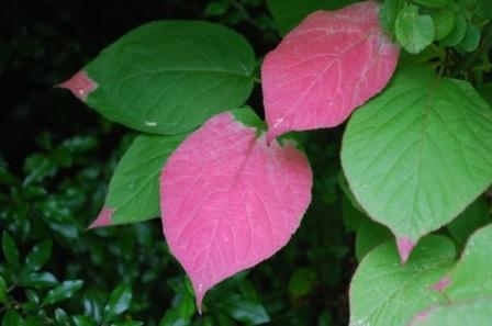 Actinidia kolomikta