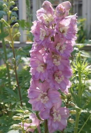 Delphinium 'Astolat' Способы размножения дельфиниума