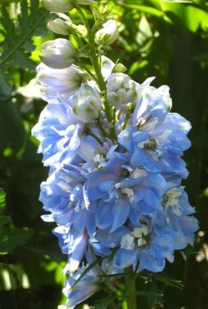 Delphinium elatum 'Magic Fountain Sky Blue' Способы размножения дельфиниума