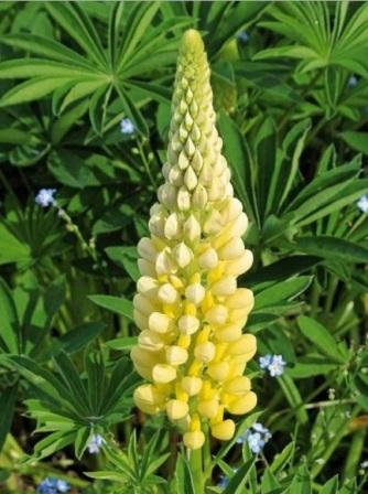 Lupinus polyphyllus Russell Hybrids 'The Chandelier' Люпин многолистный. Сорта для ландшафтного дизайна