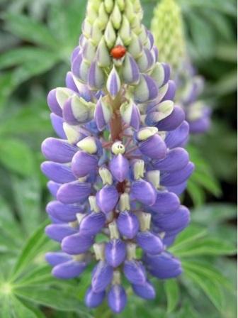 Lupinus polyphyllus Russell Hybrids 'The Governor' Люпин многолистный. Сорта для ландшафтного дизайна