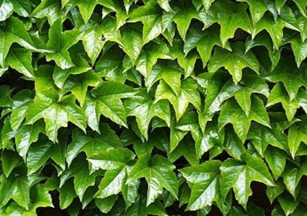 Parthenocissus tricuspidata 'Veitchii'