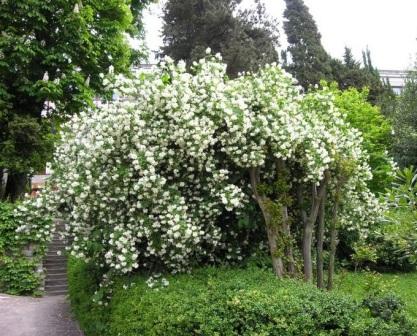  Philadelphus inodorus - Чубушник непахучий