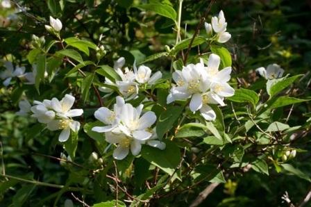  Philadelphus lewisii -Чубушник Льюиса