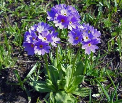 Primula algida Выращивание примулы Primula algida