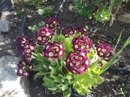 Выращивание примулы Primula auricula