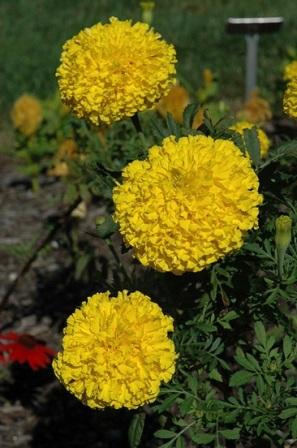 Tagetes erecta 'Babuda Yellow' фото