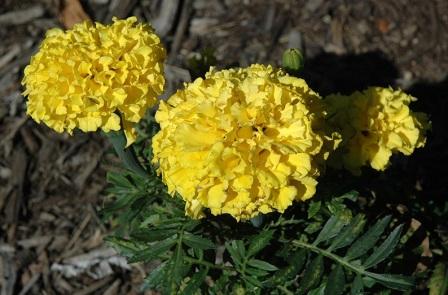 Tagetes erecta 'Christy Yellow' фото