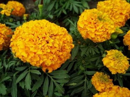 Tagetes erecta 'Perfection Gold' фото