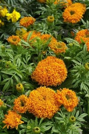 Tagetes erecta 'Spun Orange' Сорта бархатцев для ландшафтного дизайна. Фото и описание