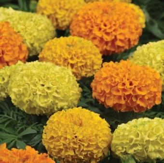 Tagetes erecta 'Taishan' Сорта бархатцев для ландшафтного дизайна. Фото и описание