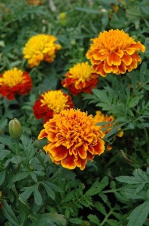 Tagetes patula 'Janie Flame' Сорта бархатцев для ландшафтного дизайна. Фото и описание