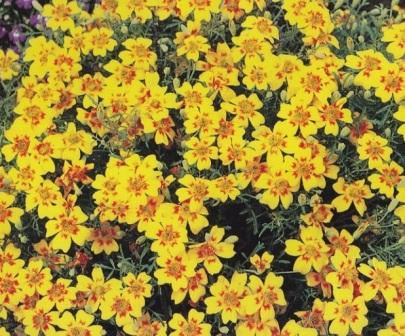 Tagetes tenuifolia 'Lemon star' Сорта бархатцев для ландшафтного дизайна. Фото и описание