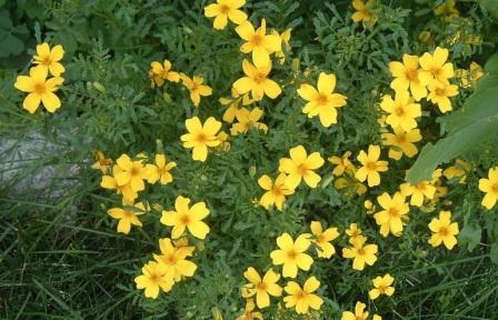 Tagetes tenuifolia 'Lulu' фото